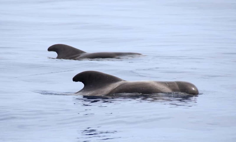 São Miguel: Wild Swimming with Dolphins - Gear and what you’ll actually wear