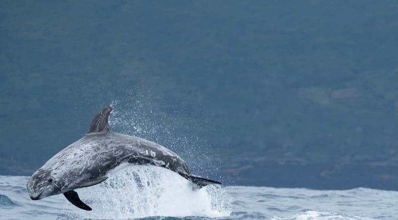 São Miguel: Wild Swimming with Dolphins - The guide style: trained professionals who focus on the dolphins’ wellbeing
