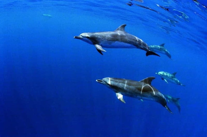 São Miguel: Wild Swimming with Dolphins - Marina Pêro de Teive to the Ponta Delgada briefing: expect a quick setup