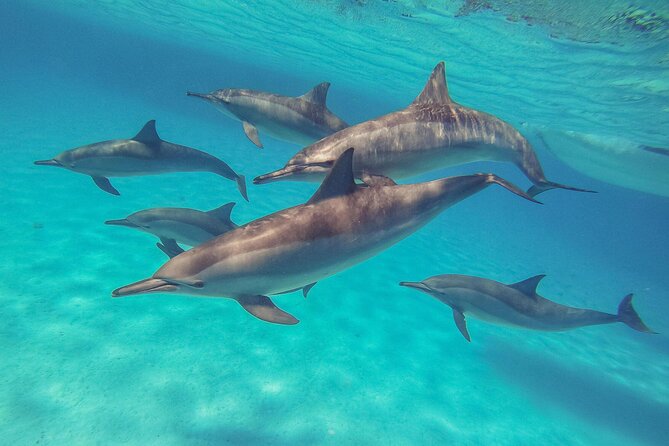 Sataya Dolphin House Boat Trip in Marsa Alam - Key things I’d highlight before you go