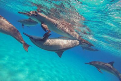 Sataya Dolphin House Boat Trip in Marsa Alam - The two snorkeling stops: what you’re paying for underwater