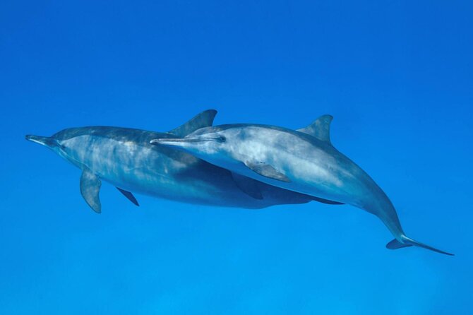 Sataya Dolphin House Boat Trip in Marsa Alam - Transport, snorkeling gear, and a group size that stays manageable