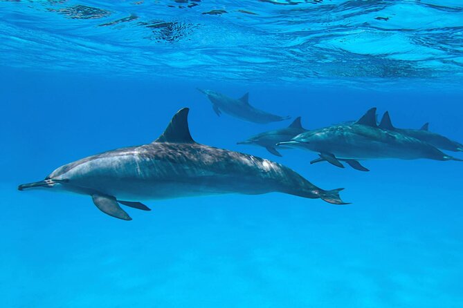 Sataya Dolphin House Boat Trip in Marsa Alam - Weather, expectations, and how to make the day feel easy