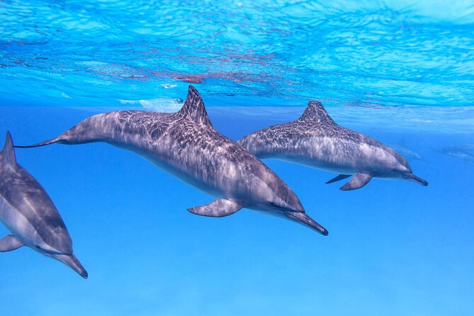Sataya Dolphin House Boat Trip in Marsa Alam - Who should book this Sataya Dolphin House trip?