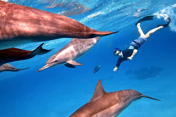 Sataya Dolphin House Snorkel Trip - Marsa Alam - Price and value check: what $92 includes (and why it adds up)