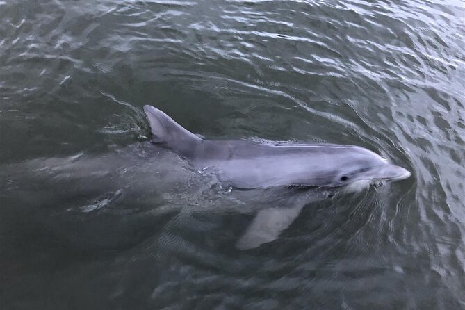 Savannah Coastal Dolphin Eco Tour - Who This Tour Fits Best in Savannah