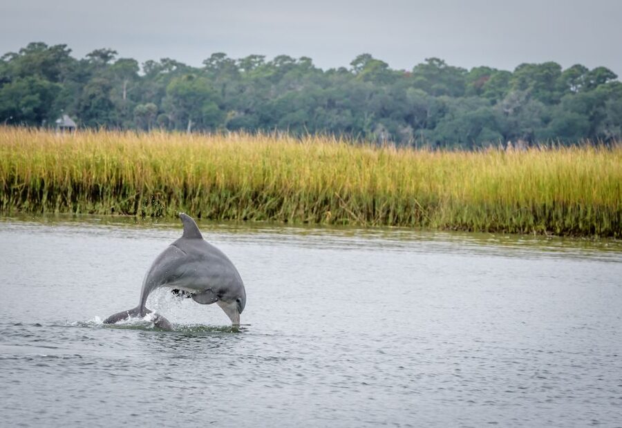 Savannah: Dolphin Spotting and Wildlife Eco Cruise - How Dolphin Spotting Actually Feels From a Small Eco-Friendly Boat