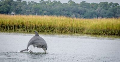 Savannah: Dolphin Spotting and Wildlife Eco Cruise - Your 2-Hour Route: Port Views, Estuaries, Marsh Creeks, and Back Again