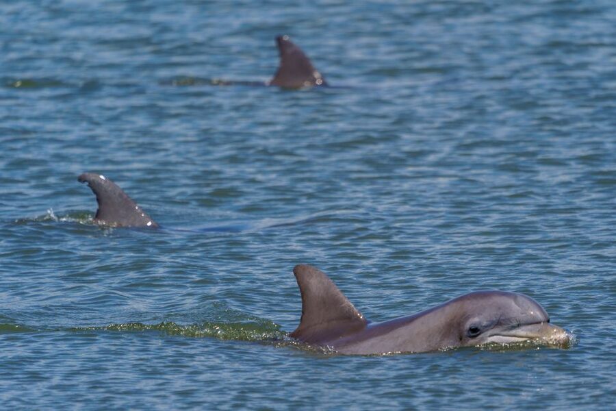 Savannah: Dolphin Spotting and Wildlife Eco Cruise - Should You Book This Savannah Dolphin Eco Cruise?