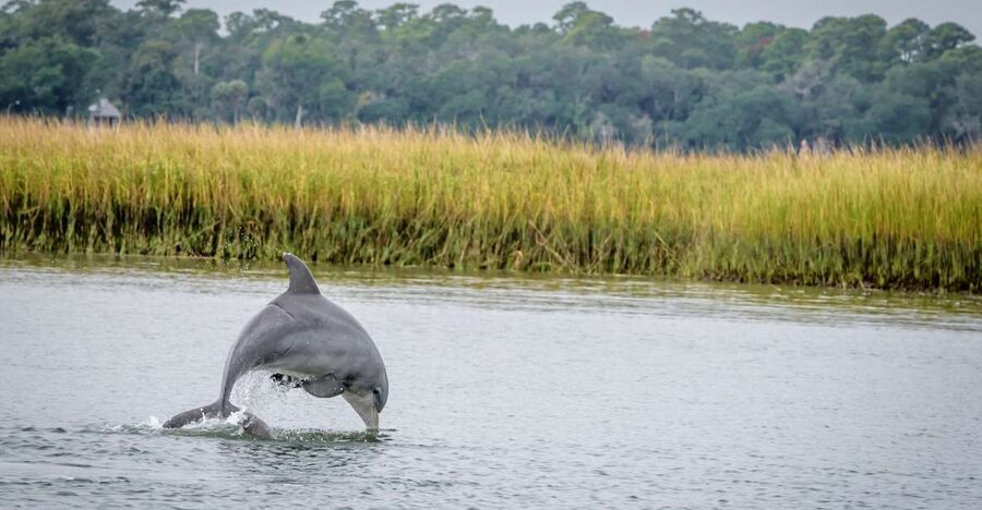 Savannah: Dolphin Spotting and Wildlife Eco Cruise - Your 2-Hour Route: Port Views, Estuaries, Marsh Creeks, and Back Again