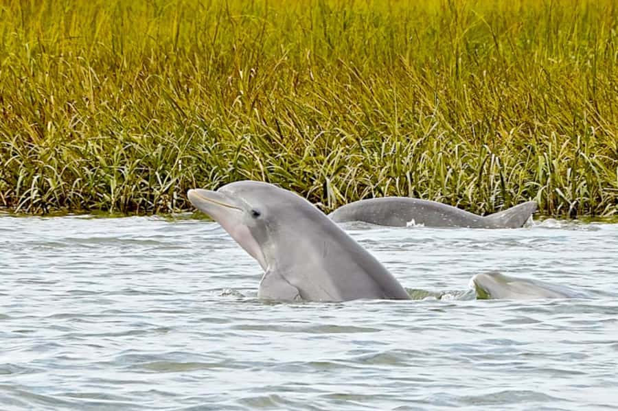 Savannah: Dolphin Spotting Eco Tour with Experienced Captain - Key Highlights You Should Care About