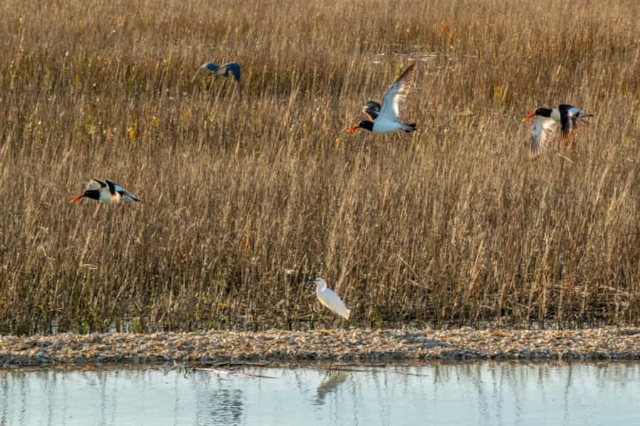 Savannah: Dolphin Spotting Eco Tour with Experienced Captain - Downstream to Fields Cut: The Best Part Happens on the Water