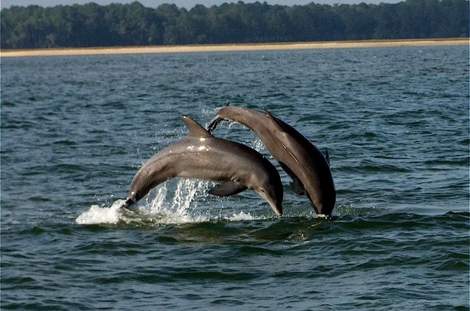 Savannah Sunset Dolphin Eco Tour - Who this tour is perfect for