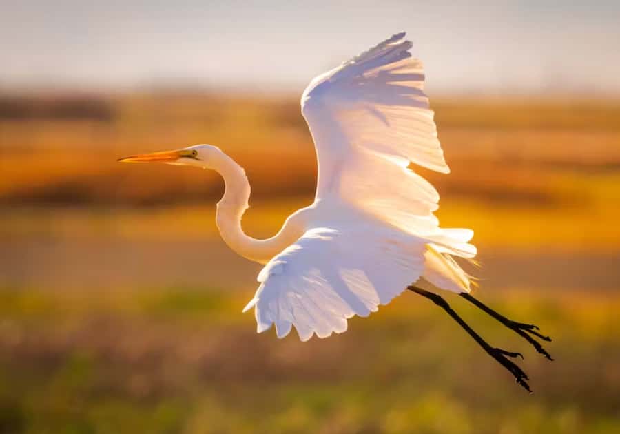 Savannah: Sunset Dolphin Watching Eco Tour by Boat - A 2-Hour Savannah River Sail That Lands at Sunset