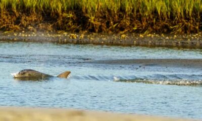 Savannah: Sunset Dolphin Watching Eco Tour by Boat - River Explorer Comfort, Restrooms, and the BYOB Setup
