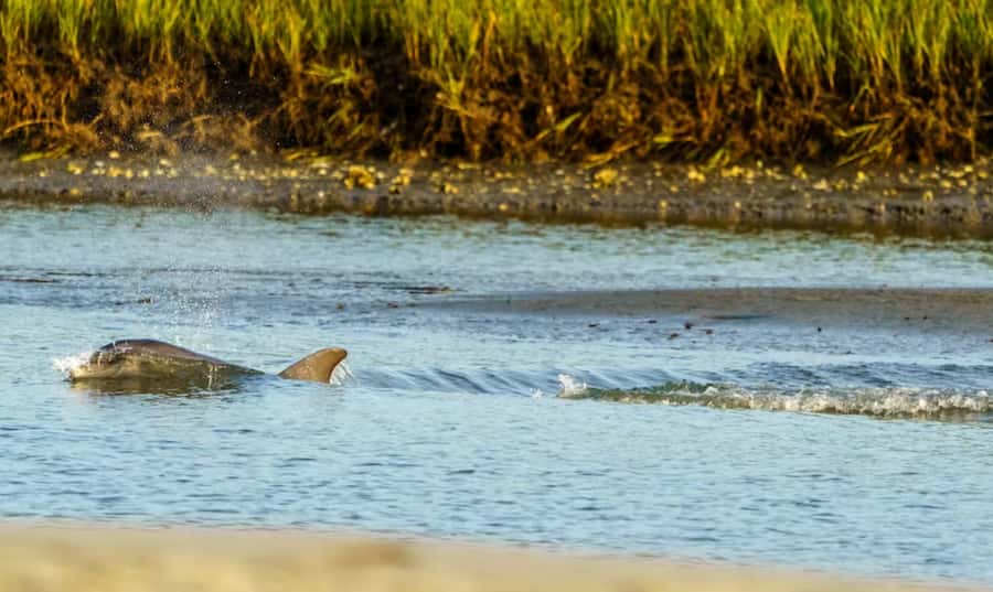 Savannah: Sunset Dolphin Watching Eco Tour by Boat - River Explorer Comfort, Restrooms, and the BYOB Setup