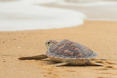 Savannah to Tybee Island with Dolphin Cruise - The Trolley Pickup and Ride: Comfort and Time-Saving