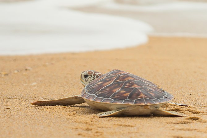 Savannah to Tybee Island with Dolphin Cruise - The Trolley Pickup and Ride: Comfort and Time-Saving