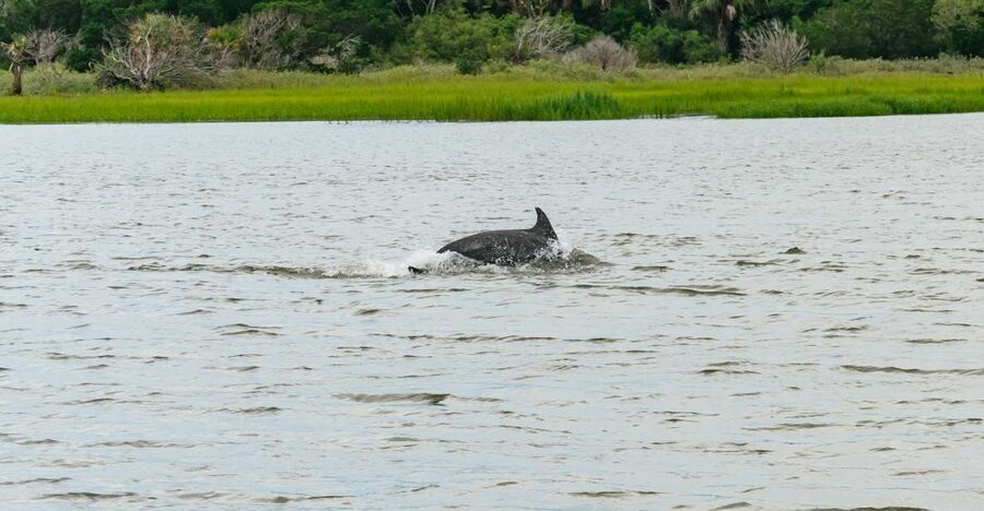 Savannah: Tybee Island Dolphin Tour - Key highlights you’ll feel right away