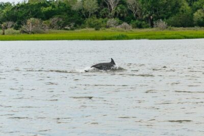 Savannah: Tybee Island Dolphin Tour - Crab Shack lunch + the wildlife stop that isn’t the dolphins