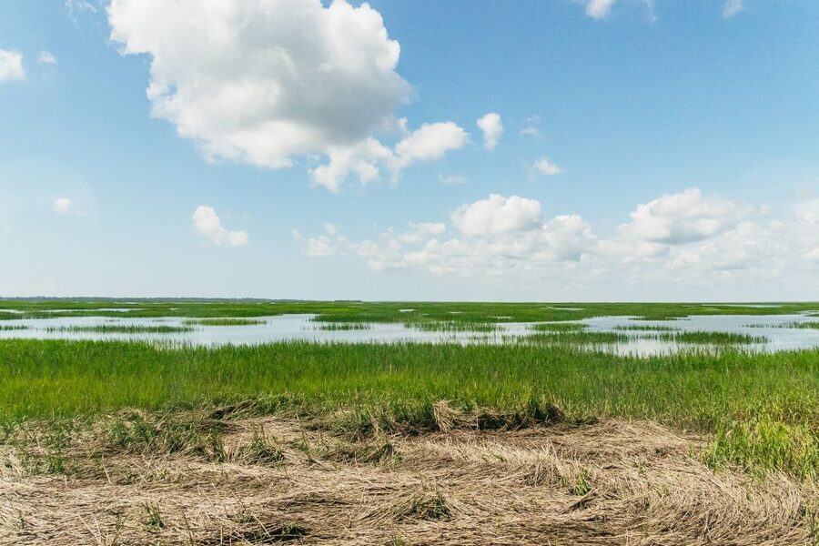 Savannah: Tybee Island Dolphin Tour - The dolphin cruise: what you can realistically hope to see