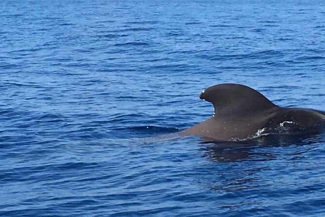 SEA SAFARI Dolphins, Whales, 3h speedboat DISCOVERY-TOUR - Price and What You’re Actually Getting for $78.10