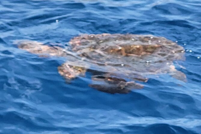 SEA SAFARI Dolphins, Whales, 3h speedboat DISCOVERY-TOUR - Who This Tour Fits Best (And Who Might Want a Different Plan)