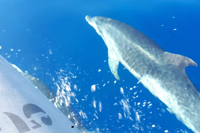 SEA SAFARI, Dolphins, Whales, snorkeling, snack and drink, 2 h speedboat - What “Good Weather Required” Means for Your Plans