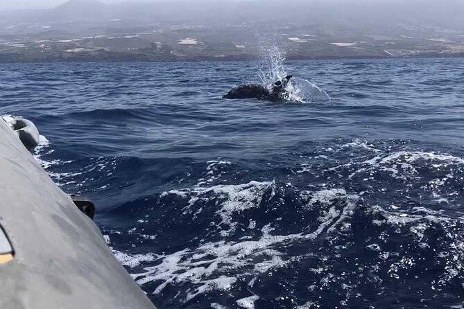 SEA SAFARI Dolphins,Whales, snorkeling, snack, drink, 3h private - Snorkeling and swimming with gear included