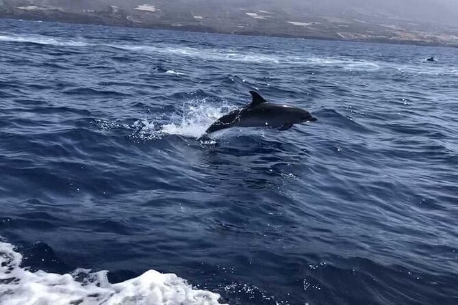 SEA SAFARI Dolphins,Whales, snorkeling, snack, drink, 3h private - Food and soft drinks: a real break, not just a snack