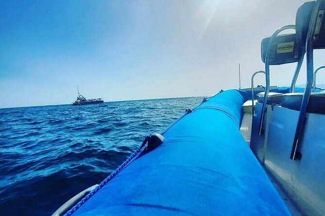 SEA SAFARI Dolphins,Whales, snorkeling, snack, drink, 3h private - Price and value: when $600.79 makes sense