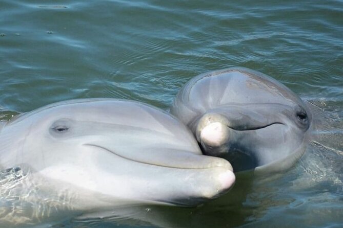 Sea Thunder Cruise-2 Hour Tour Surrounded by Dolphins in S.C - The dolphin-viewing moment: what “up close” really means