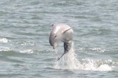Sea Thunder Cruise-2 Hour Tour Surrounded by Dolphins in S.C - Out through the jetties: when the dolphin search starts