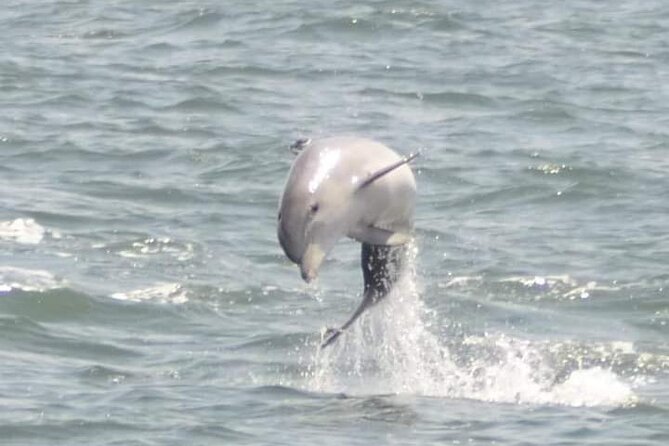 Sea Thunder Cruise-2 Hour Tour Surrounded by Dolphins in S.C - Out through the jetties: when the dolphin search starts