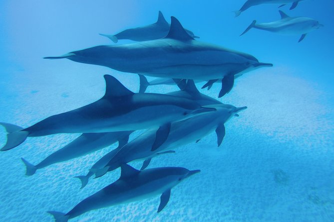 Sea Trip to Dolphin House & Snorkeling With Lunch - Marsa Alam - Key points before you go
