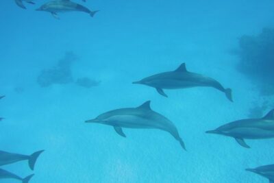 Sea Trip to Dolphin House & Snorkeling With Lunch - Marsa Alam - Getting there from Marsa Alam: early start, long hours, and why it matters