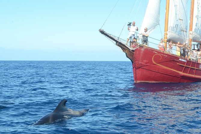 Sealife Dolphin & Whale Watching aboard Portuguese schooner - The Portuguese schooner vibe: open bar, central table, and the upper deck