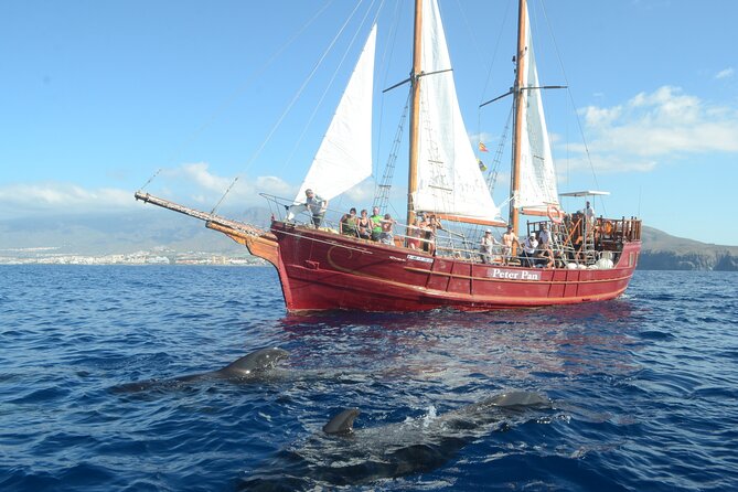 Sealife Dolphin & Whale Watching aboard Portuguese schooner - What you’re actually looking for: pilot whales and dolphins off Tenerife
