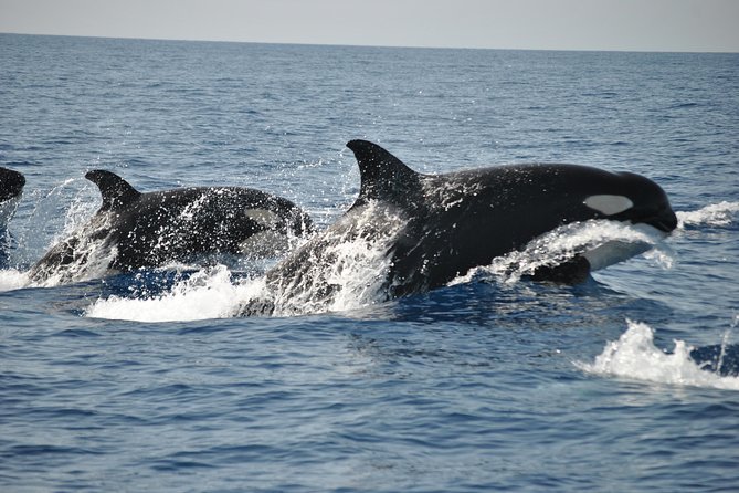 Sealife Sea Safari, Dolphin Watching with Marine Biologist's Lagos - Weather, Clothing, and Motion: Small Details That Save Your Trip