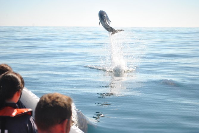 Sealife Sea Safari, Dolphin Watching with Marine Biologist's Lagos - Group Size: Why a Max of 20 Changes the Experience