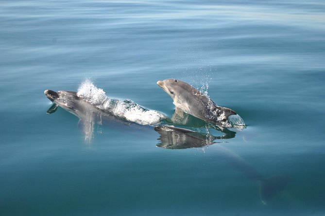 Sealife Sea Safari, Dolphin Watching with Marine Biologist's Lagos - Timing and Booking: When to Lock It In