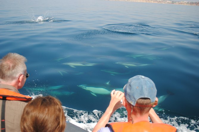 Sealife Sea Safari, Dolphin Watching with Marine Biologist's Lagos - Who This Dolphin Safari Fits Best (And Who Might Want Another Option)