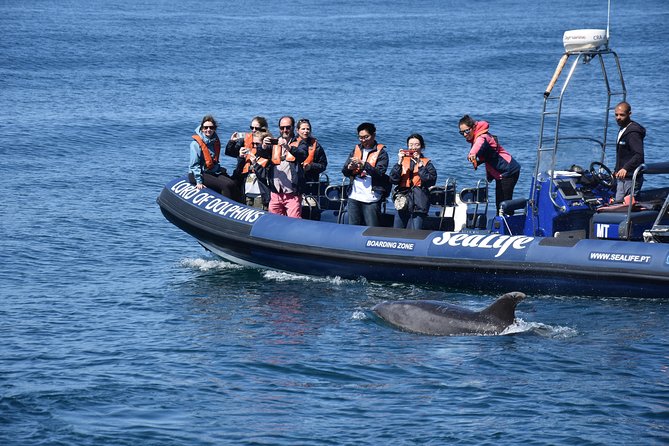 Sealife Sea Safari, Dolphin Watching with Marine Biologist's Lagos - Stop: Sealife Dolphin Watching at Lagos Marina (What Happens Out on the Water)