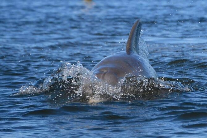Self-Guided Kayaking Manatee and Dolphin Tour - Price and value: what $55 gets you (and what it doesn’t)