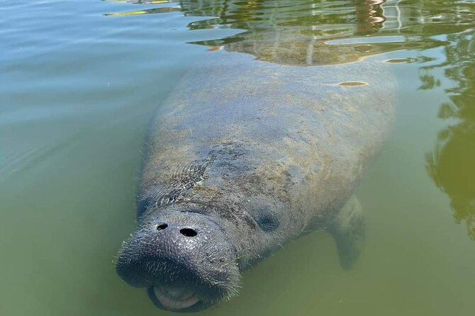 Self-Guided Kayaking Manatee and Dolphin Tour - What to bring: staying comfortable in a wet, sunny kayak day