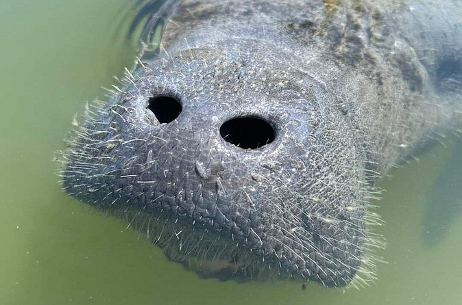 Self-Guided Kayaking Manatee and Dolphin Tour - Weather and refunds: the day-of reality