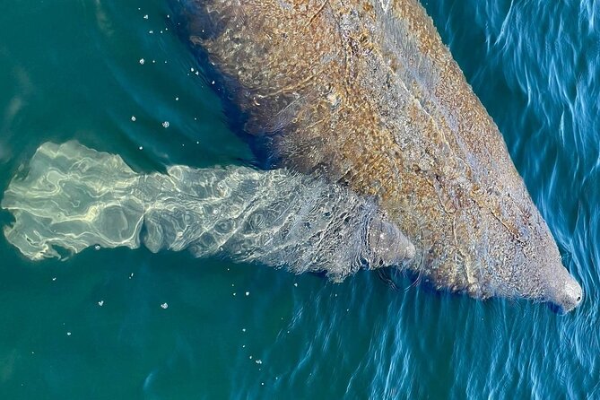 Self-Guided Kayaking Manatee and Dolphin Tour - Who should book this kayaking trip from Cape Canaveral?