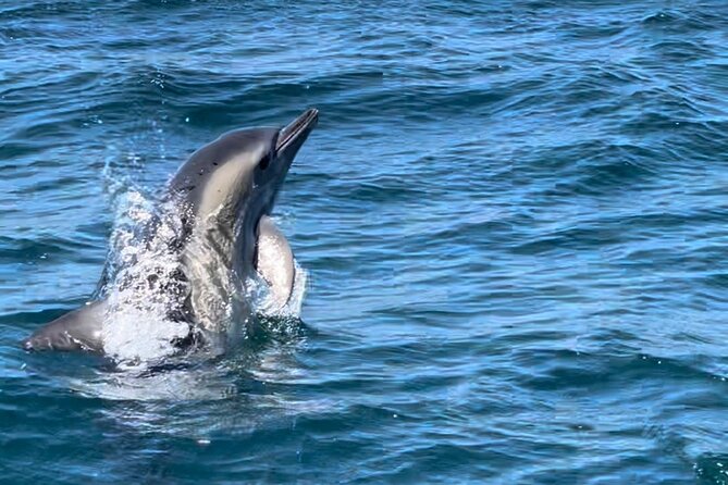 Sesimbra: Arrábida Dolphin and Whale Watching tour with biologist - How They Find Dolphins and Whales Without Pushing Them