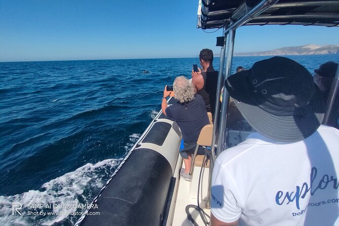 Sesimbra: Arrábida Dolphin and Whale Watching tour with biologist - The Wildlife Window: What Species You Can Hope to See