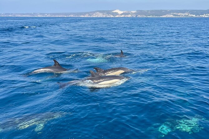 Sesimbra: Arrábida Dolphin and Whale Watching tour with biologist - The Swim and Snorkel Stop at the Secluded Bay (Including Ribeira do Cavalo)